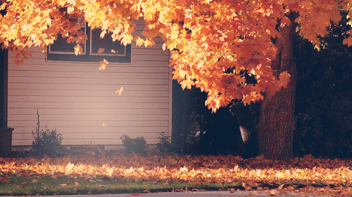 Написать хайку об осеннем листе падающем с дерева