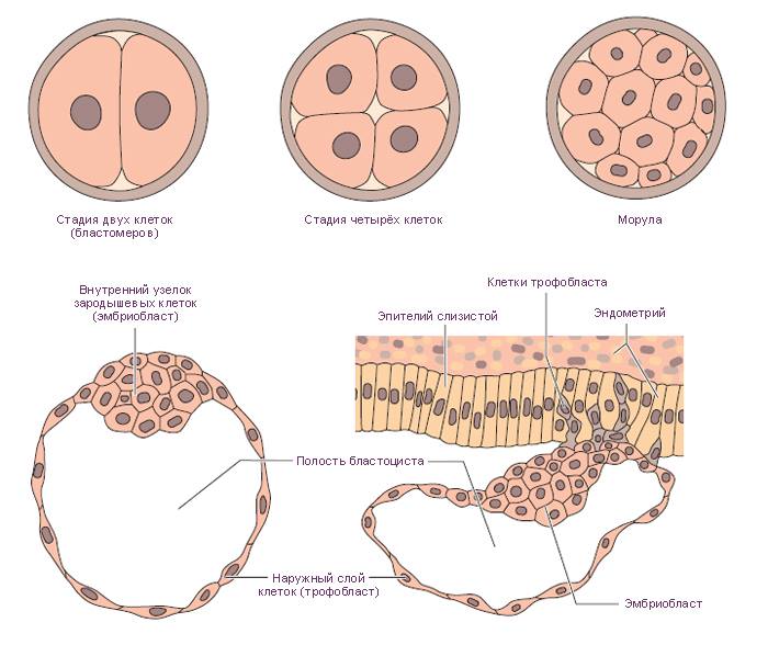 Схема развития эмбриона до стадии бластоцисты