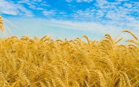 День Независимости Украины 2015 в Черкассах День Независимости Украины 2015 в Черкассах