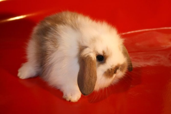 Веселый ушастый питомец – декоративный кролик