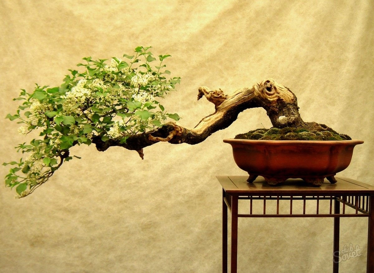 Мистецтво вирощування бонсай. Японські секрети