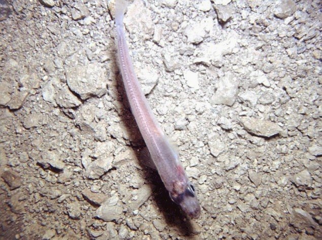 Сенсационное открытие ученых в Антарктиде: под почти километровым льдом обнаружены новые виды рыб
