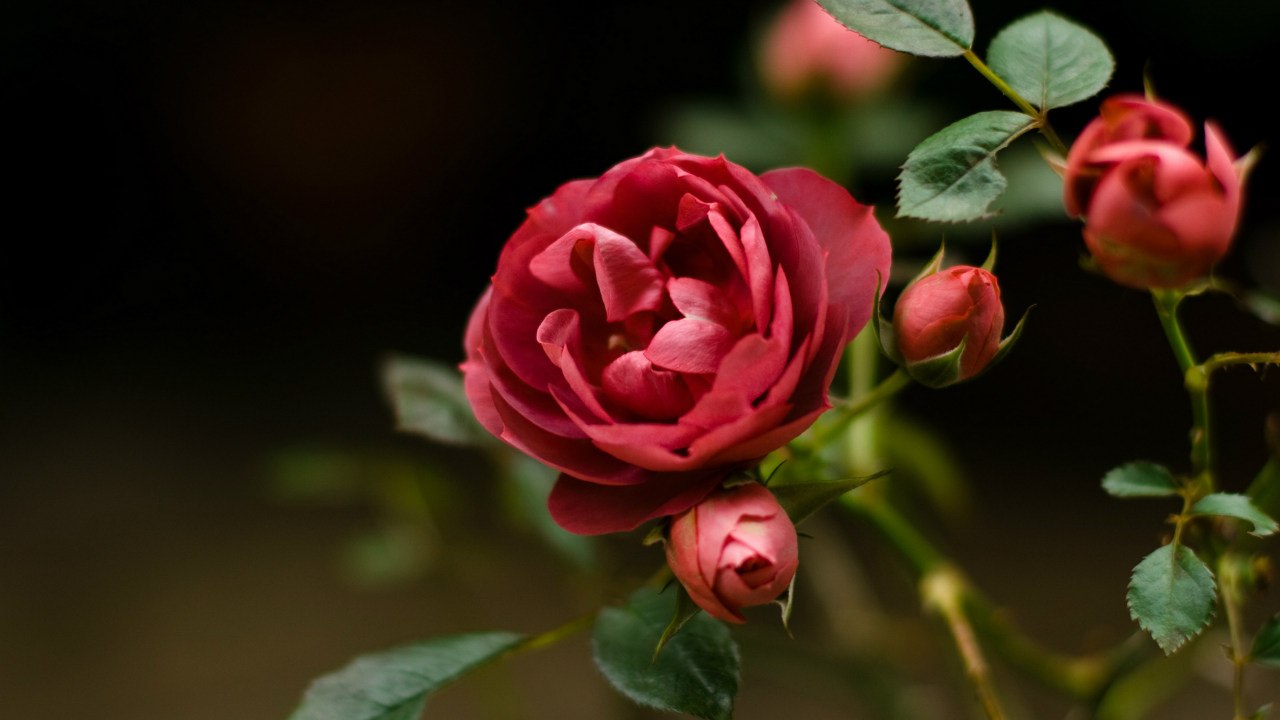 Розы в саду. Как ухаживать за розами, чтобы они были здоровыми