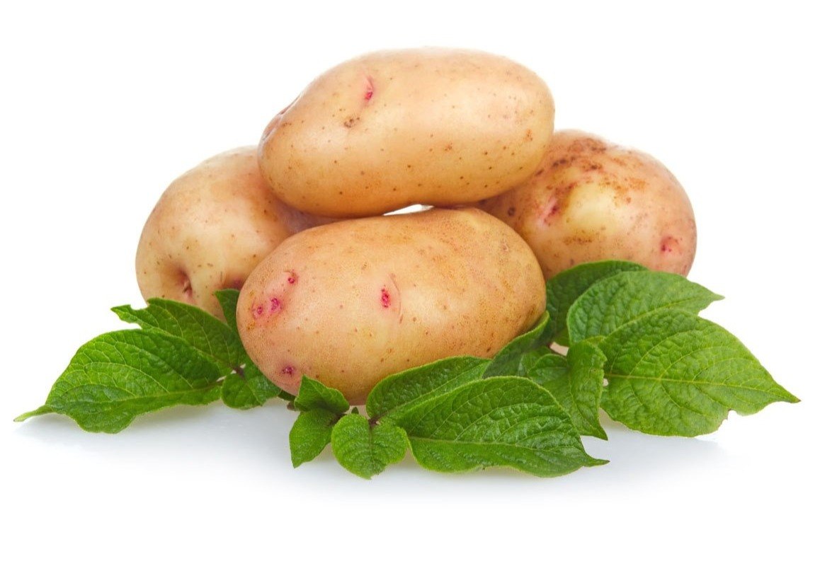 Лучшие сорта картофеля от голландского кооператива AGRICO