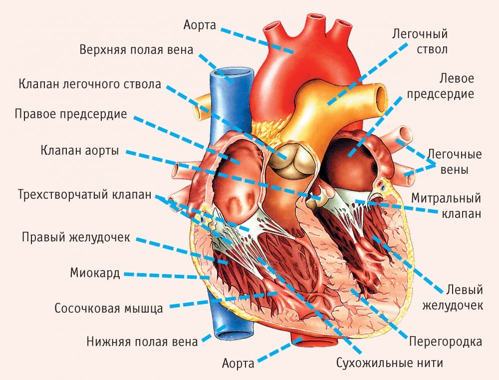 Зачем необходимо делать УЗИ сердца в Киеве