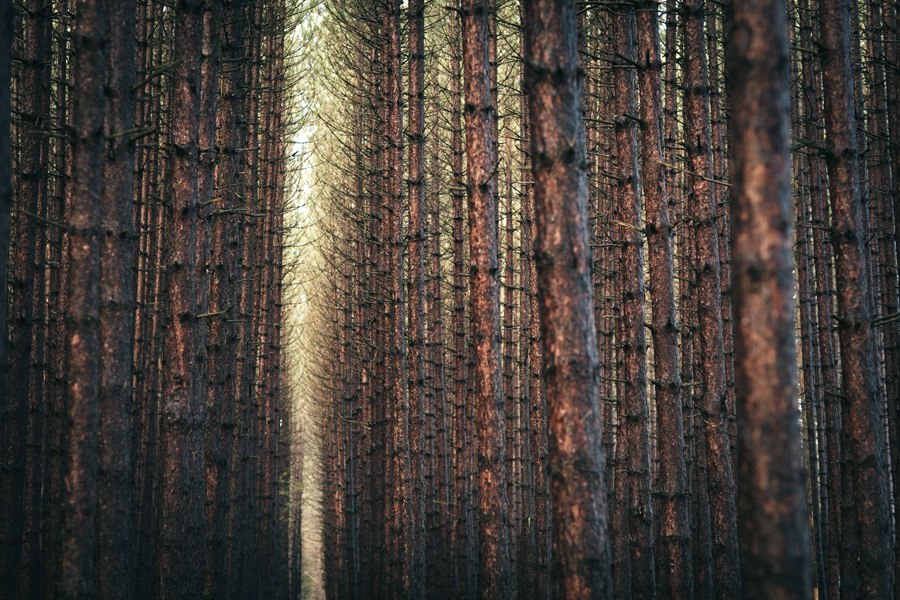 Алекс Строл. Фотографии природы. Alex Strohl