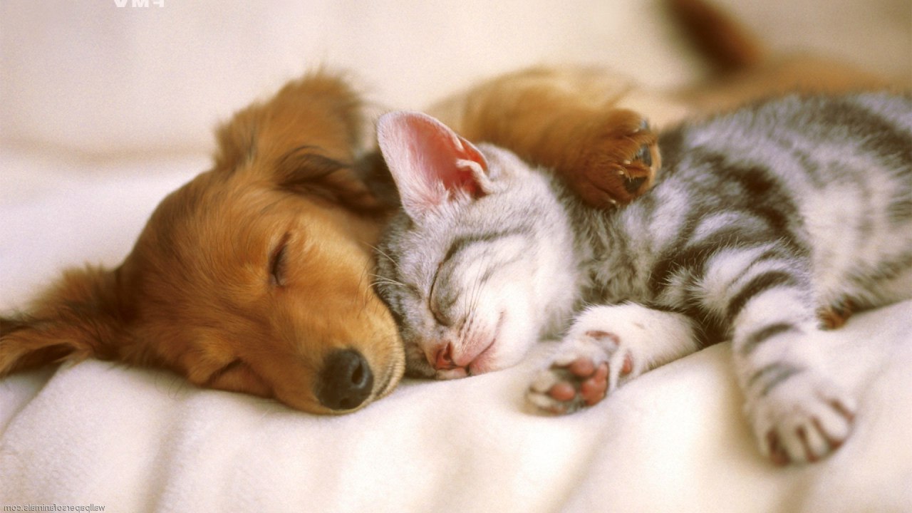 Могут ли собаки и кошки жить вместе, или как подружить питомцев между собой