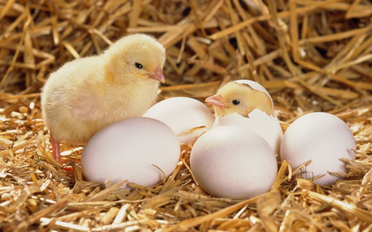 Правильное кормление цыплят - залог их здоровья и нормального роста