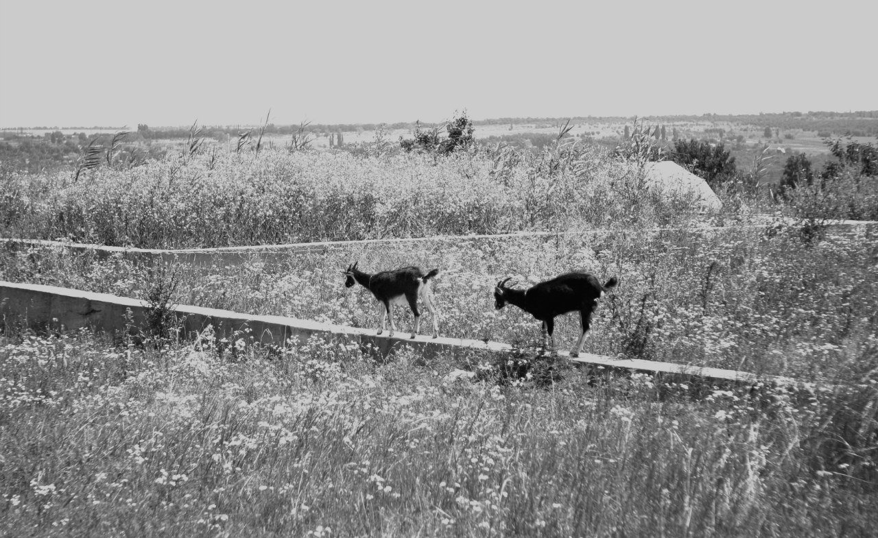 Белая кошка. Белый кот. Красивое фото