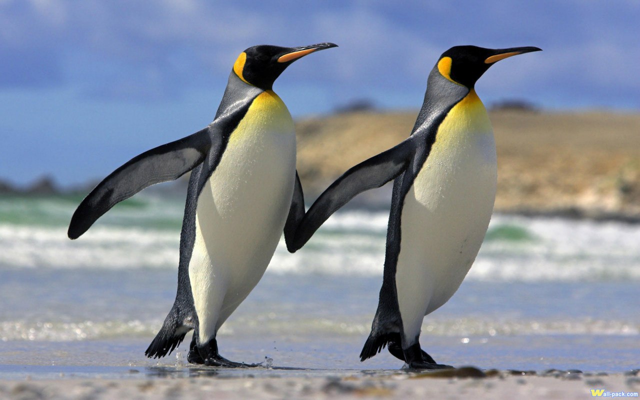 Почему пингвин видит в темноте? Гвоздичное море