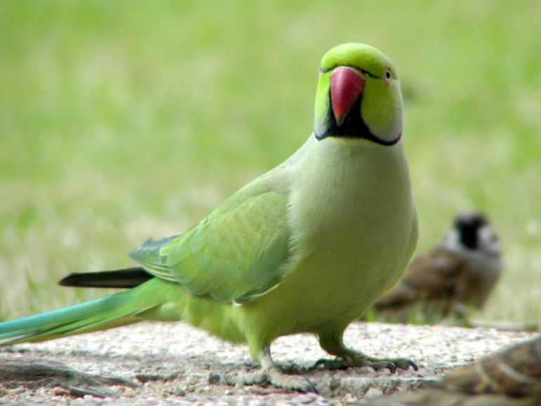 Из-за глобального потепления у кольчатых попугаев изменилась длина крыльев