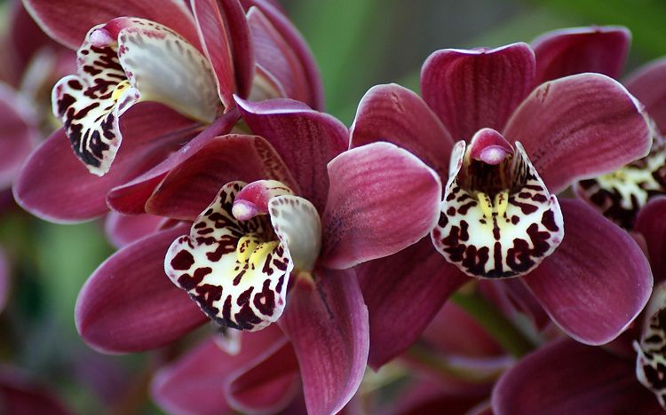 Орхидеи – первоклассные лжецы, притворщики и воры
