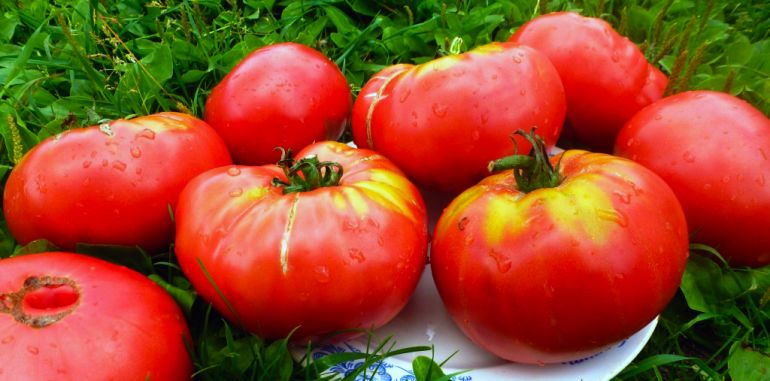 Какие сорта помидоров самые лучшие для посадки