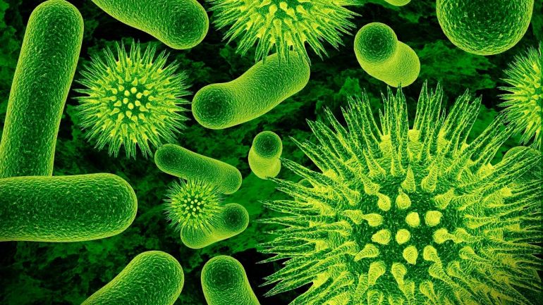 Царство бактерий