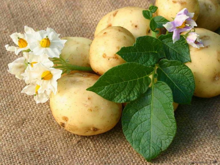 Картофель. клубни, цветы, листья
