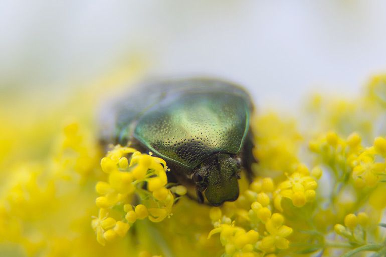 Зелёный жук на цветах