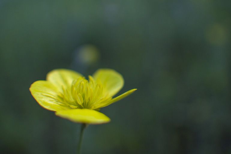 Красивый жёлтый цветок