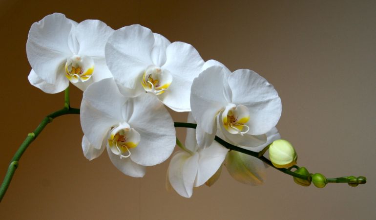 Этот удивительный и нежный цветок - Орхидея