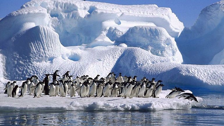 Антарктида. Путешествие. Пингвины
