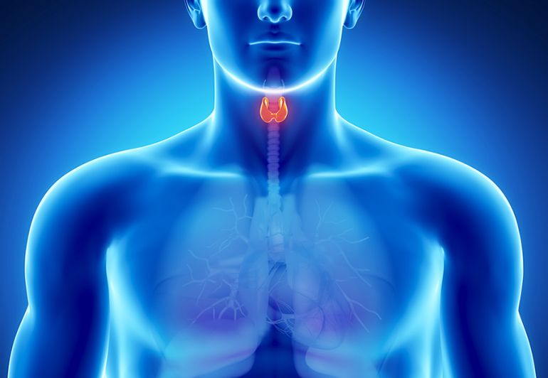 Щитовидная железа. Схема. Фото