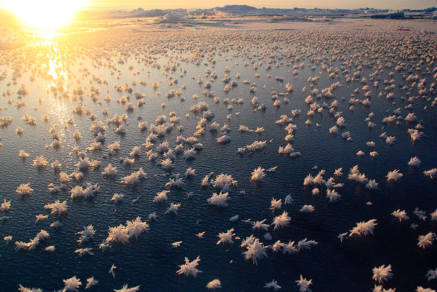 Замерзшие цветы в Северном Ледовитом океане