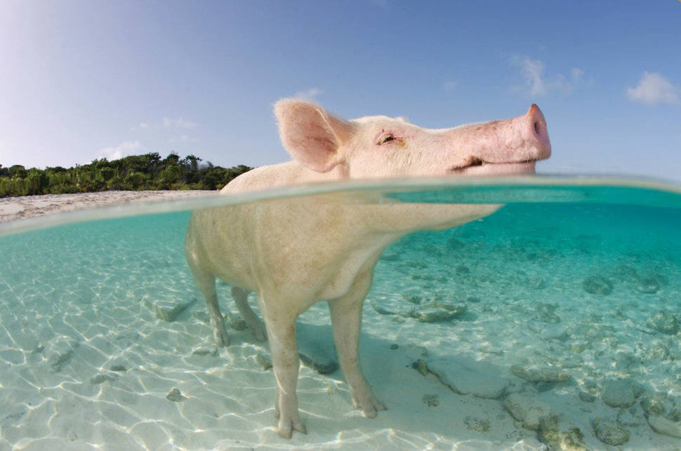 Pig Beach, Багамы