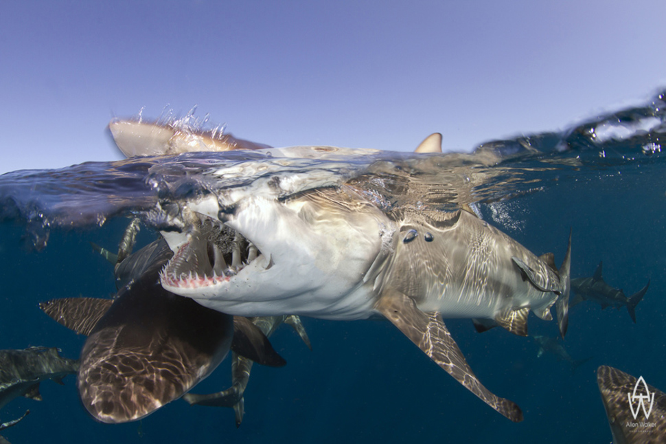 Парк акул в Южной Африке