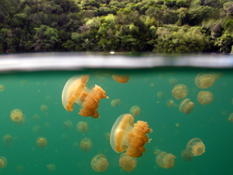Озеро медуз, Палау