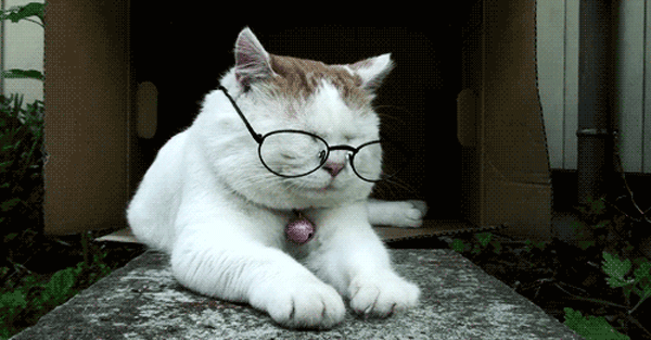 кіт в окулярах