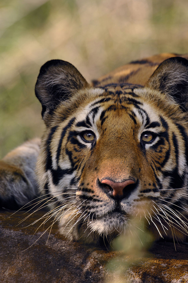 Бенгальський тигр (Panthera tigris tigris) фото