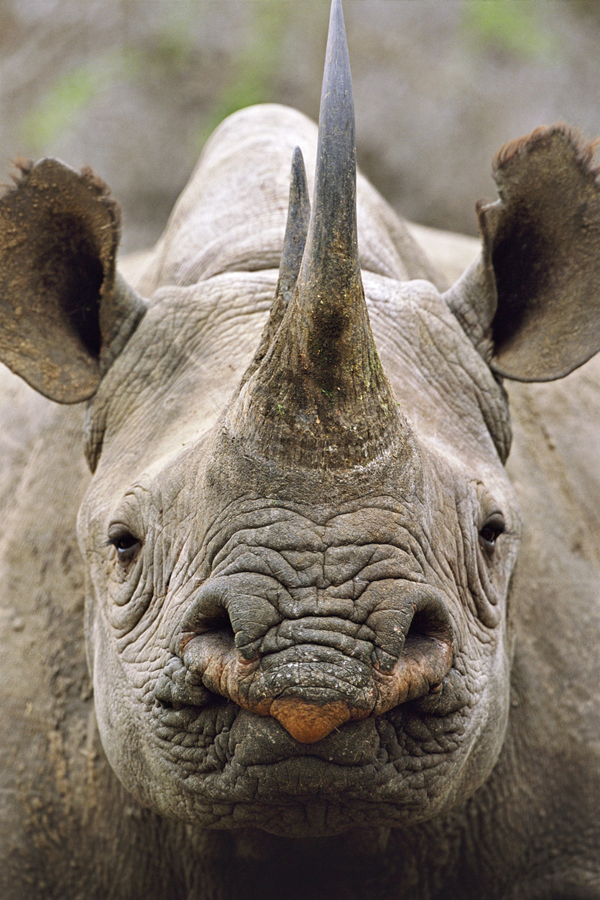 Diceros Bicornis. Портрет носорога. Крупный план