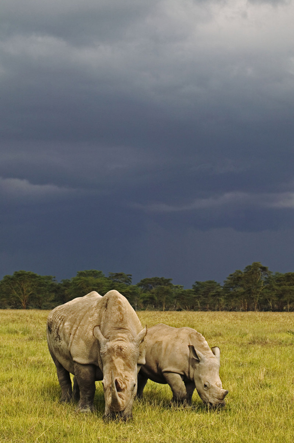 Белый носорог. Пара носорогов на фото 