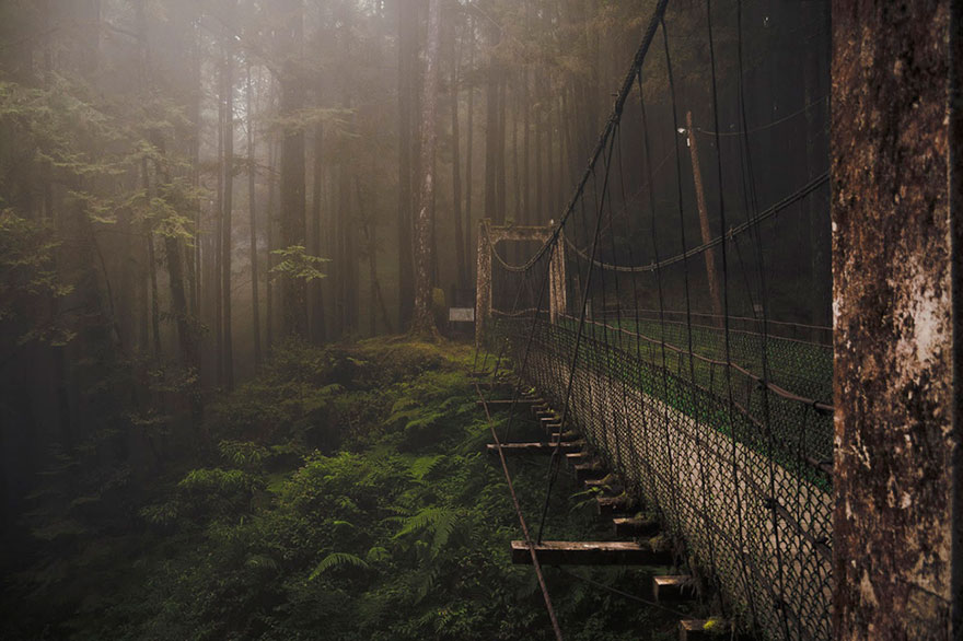 Лесной мост, гора Алишань, Тайвань