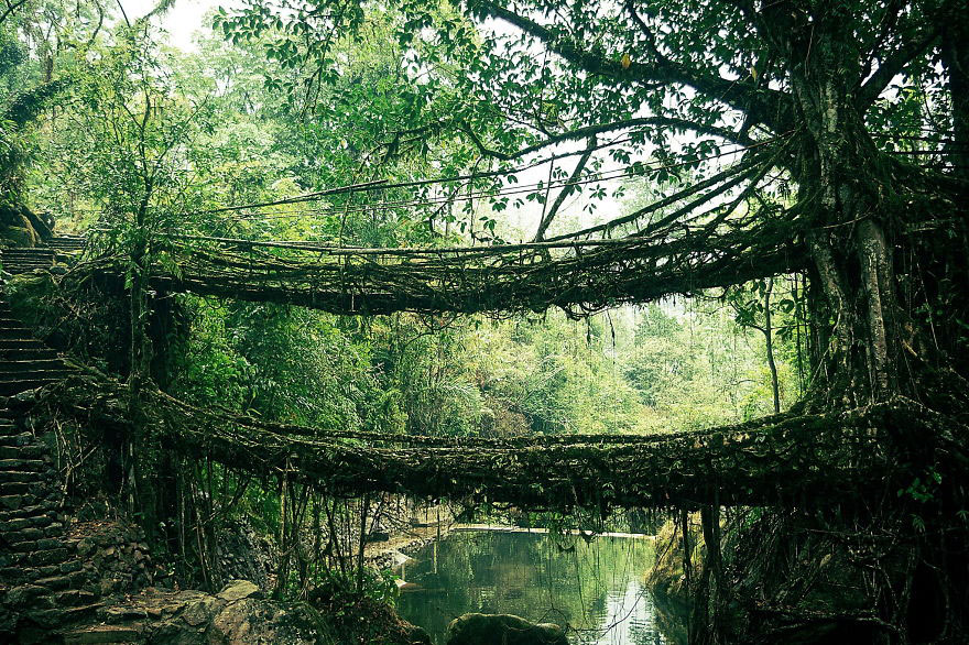 Мост из корней деревьев, Индия