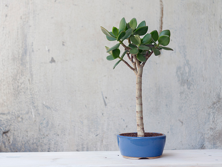 Crassula oblique. Money plant. Jade Tree Bonsai