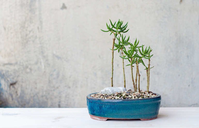 Crassula tetragona. Money plant. Jade Tree. Bonsai grove