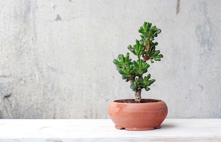 Money tree in bonsai style Crassula Gollum