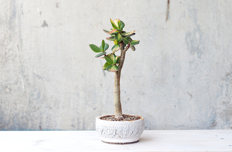 Crassula Solana. Money plant Bonsai. Jade Tree