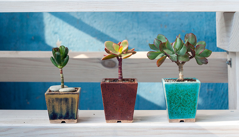 Crassula ovata Hobbit, Helios, Crassula arborescens Blue Bird. Money plant