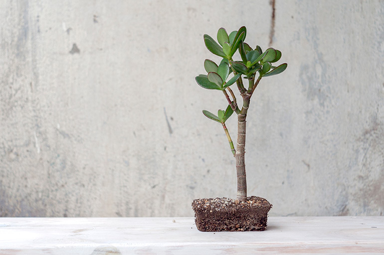 Crassula ovata. Money plant Bonsai. Jade Tree