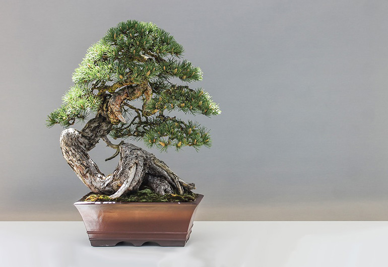 a bonsai ordered