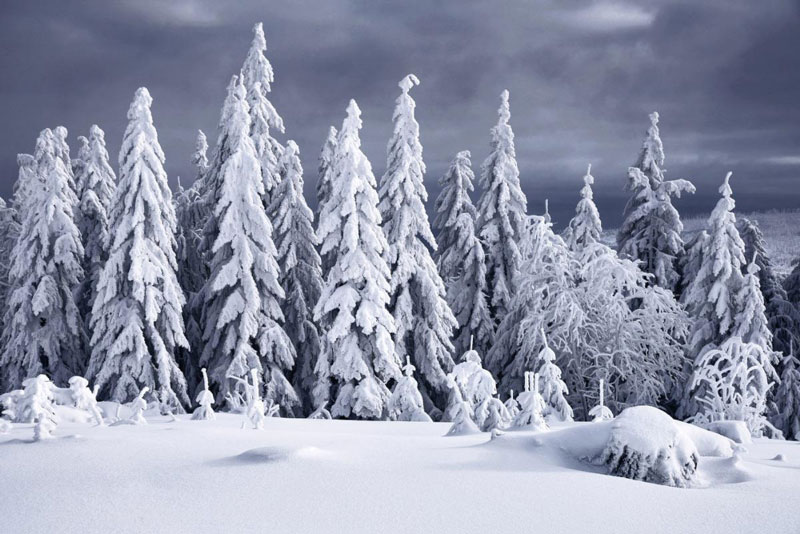 pines in snow